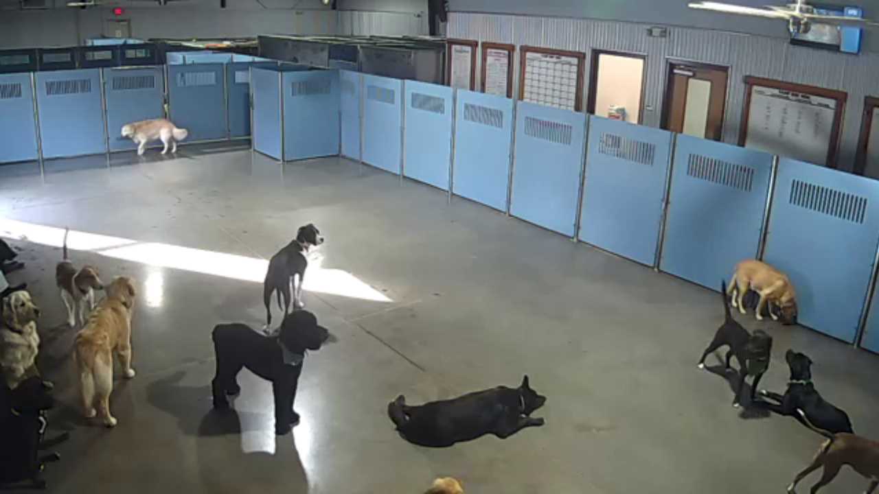 Live Web Cams Dog Care Services